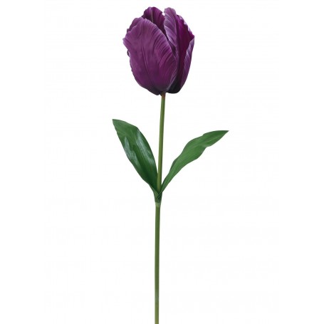 Tulipe géante