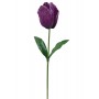 Tulipe géante