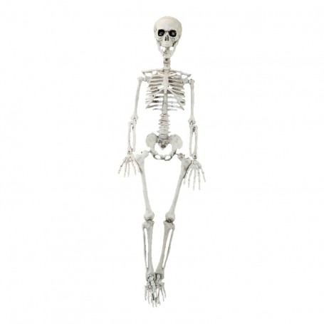 Squelette 60 cm