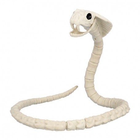 Squelette serpent 102 cm