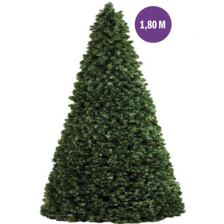 Sapin cône