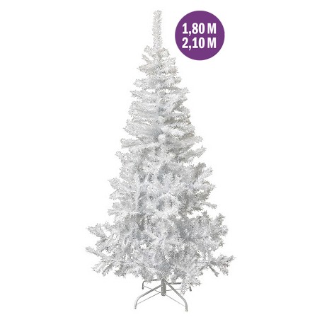 Sapin blanc