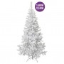 Sapin blanc
